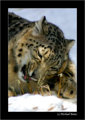 Mammals