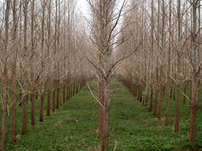 Poplar tree farming, Engelbert