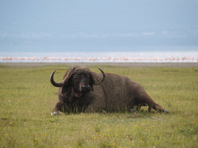 African Buffalo