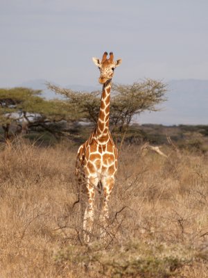 Giraffe, Reticulated