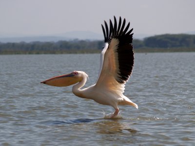 Pelican ready for take off