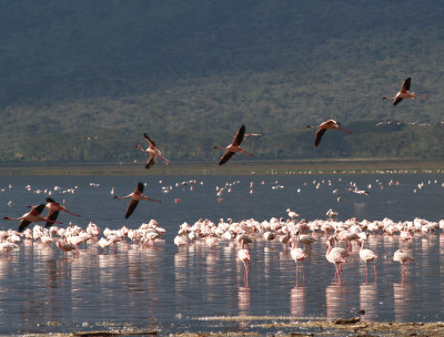 Lesser flamingoes at the lake Nakuru