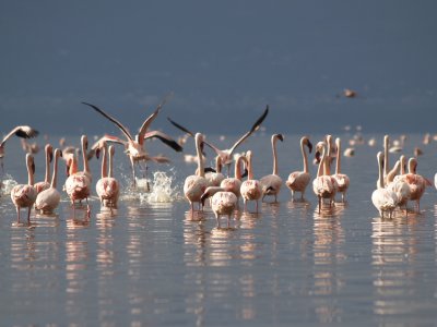 Lesser flamingoes at the lake Nakuru