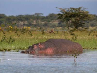 Hippopotamus