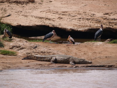 Crocodile and marabous