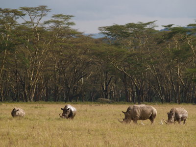 Rhinos