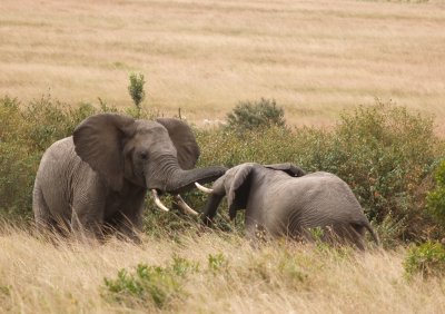 Fighting African elephants