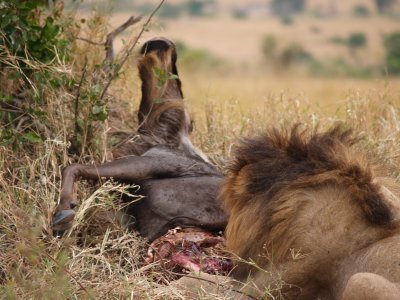 Lion eating wildebeest
