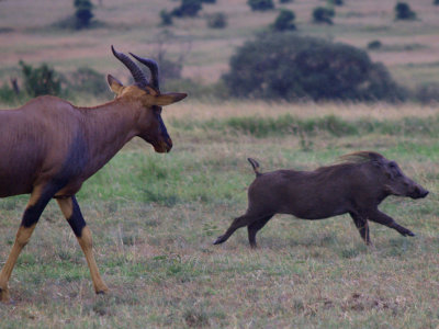 Hartebeest and warthog