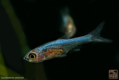 D2X_3948.jpg