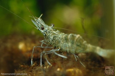 ghost_shrimps