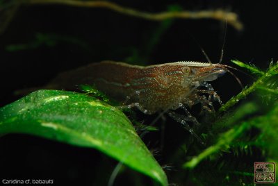 green_shrimps