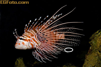lionfish-02.jpg