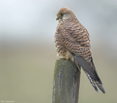 Torenvalk - Common Kestrel - Falco tinuncullus