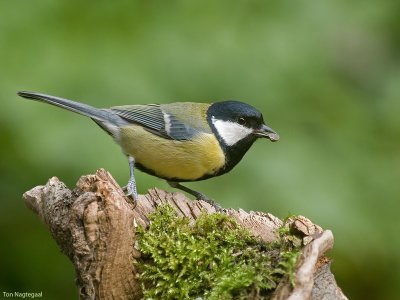 Koolmees - Great tit - Parus major