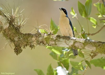 Zwartborst-tangare - Fawn-breasted Tanager - Pipraeidea melanonota