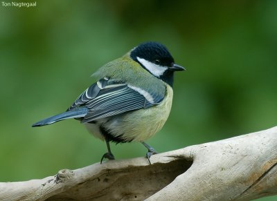 Koolmees - Great tit - Parus major