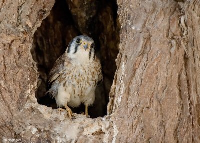 Amerikaanse Torenvalk - American Kestrel - Falco sparverius