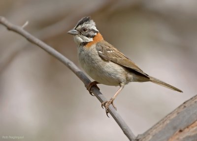 Roodkraaggors - Rufous-collared Sparrow - Zonotrichia capensis