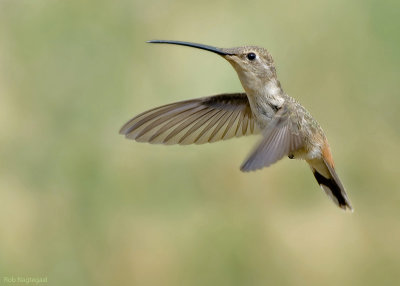 Atacama-kolibrie - Oasis Hummingbird - Rhodopis vesper