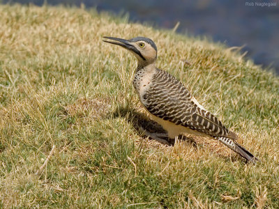 Andesgrondspecht - Andean Flicker - Colaptes rupicola