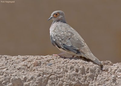 Naaktoogpunaduif - Bare-faced Ground-Dove - Metriopelia ceciliae
