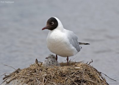 Andesmeeuw - Andean Gull - Larus serranus