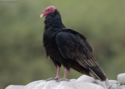 Kalkoengier - Turkey Vulture - Cathartes aura