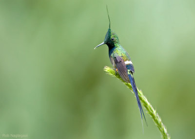 Gekuifde Draadkolibrie - Wire-crested Thorntail - Popelairia popelairii