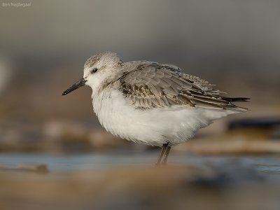 Drieteenstrandloper - Sanderling - Calidris alba