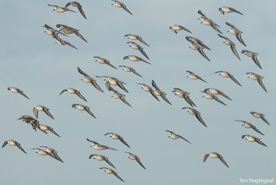 Drieteenstrandloper - Sanderling - Calidris alba