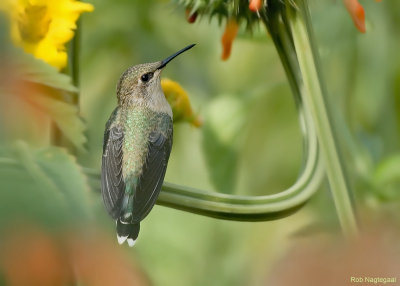 Peruaanse Schaarstaartkolibrie - Peruvian Sheartail - Thaumastura cora