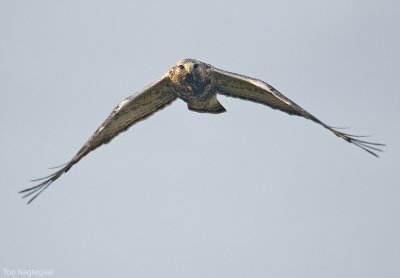 Ruigpoot buizerd - Rough legged buzzard - Buteo lagopus