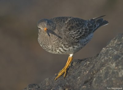 Paarse strandloper - Purple sandpiper - Calidris maritima