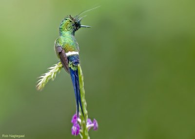 Gekuifde Draadkolibrie - Wire-crested Thorntail - Popelairia popelairii