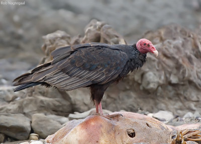 Kalkoengier - Turkey Vulture - Cathartes aura