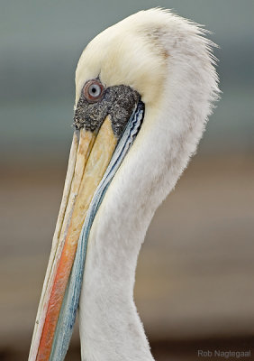 Chilipelikaan - Peruvian Pelican - Pelecanus thagus