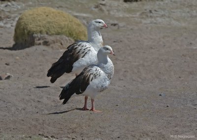 Andesgans - Andean Goose - Chloephaga melanoptera