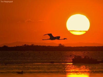 Flamingo - Greater Flamingo - Phoenicopterus roseus