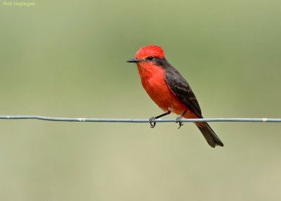 Rode Tiran - Vermilion Flycatcher - Pyrocephalus rubinus