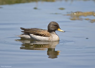 Geelsnaveltaling - Speckled Teal - Anas flavirostris