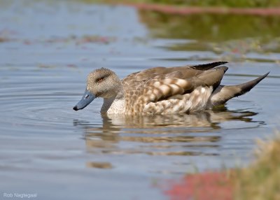 Gekuifde Eend - Crested Duck - Anas specularioides