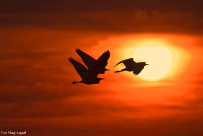 Koereiger - Western Cattle Egret - Bunulcus Ibis