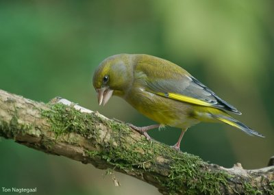 Groenling - Greenfinch - Chloris chloris