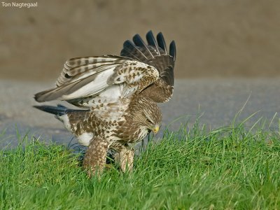 Buizerd - Buzzard - Buteo buteo