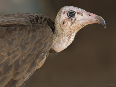 Kapgier - Hooded Vulture - Necrosyrtes monachus