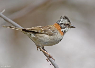 Roodkraaggors - Rufous-collared Sparrow - Zonotrichia capensis