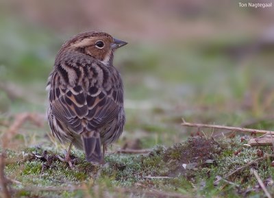 Dwerggors - Little bunting - Emberiza pusilla