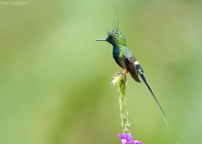 Gekuifde Draadkolibrie - Wire-crested Thorntail - Popelairia popelairii