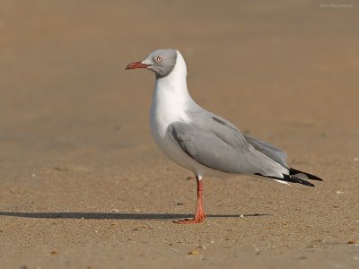 Grijskopmeeuw - Gray-headed gull - Larus cirrocephalus